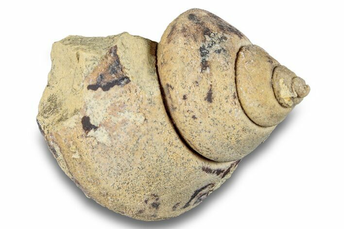 Ordovician Gastropod Fossil (Clathrospira) - Wisconsin #257215